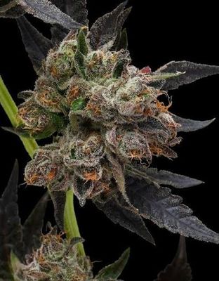 Obama Runtz | Indica | Standard Pre-roll 1.03g