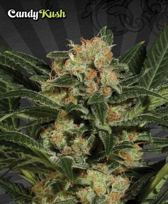 Candy Kush| Hybrid |Standard 3.5g