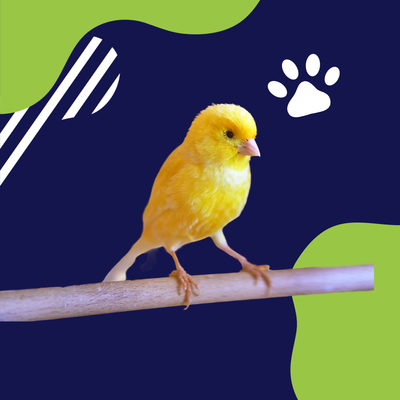 AVES
