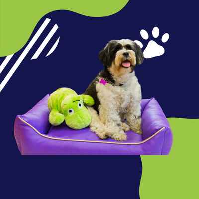 Accesorios para perros