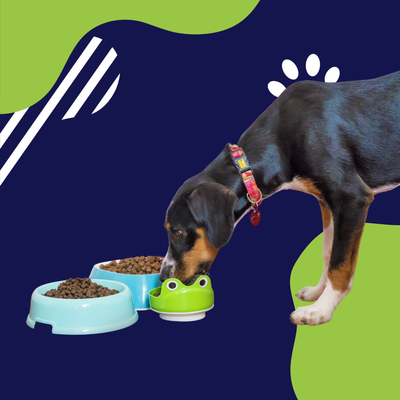 Alimentos Secos para perros
