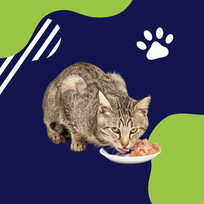 Alimentos Humedos para Gatos