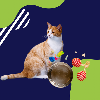 Accesorios para gatos