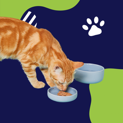 Alimentos Secos para gatos