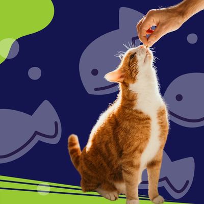 Snack Para Gatos