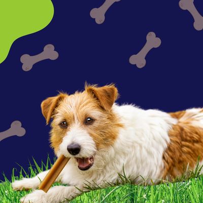 Snacks para perros