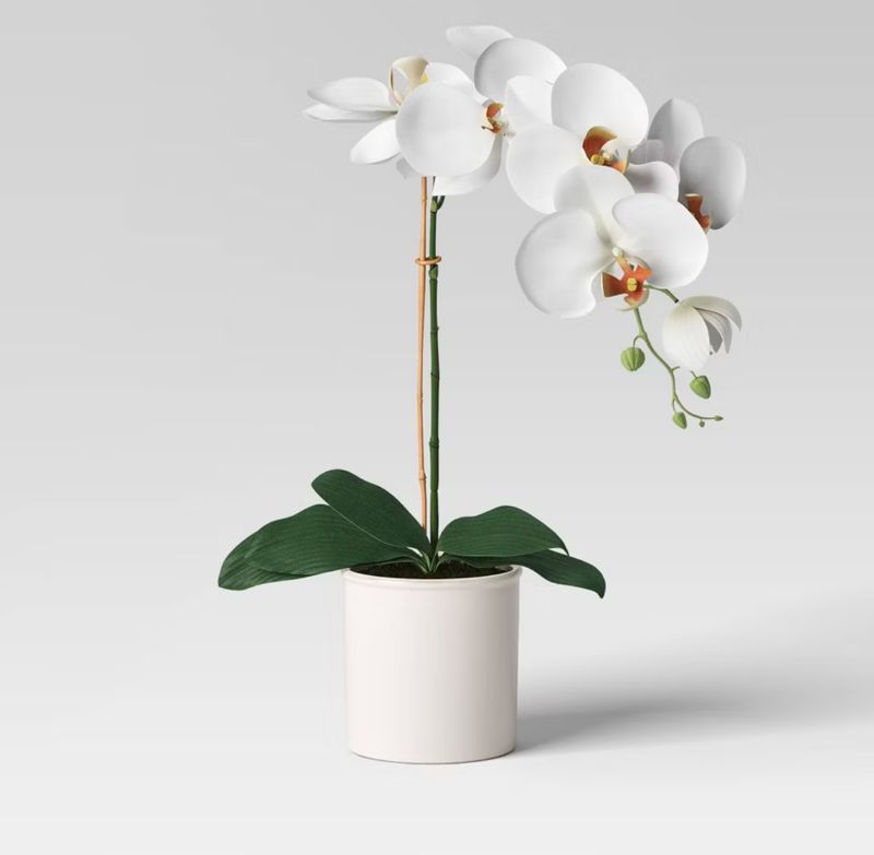 orchid in white pot