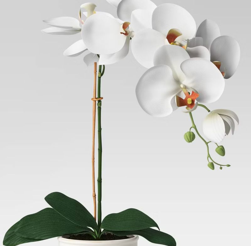 orchid in white pot