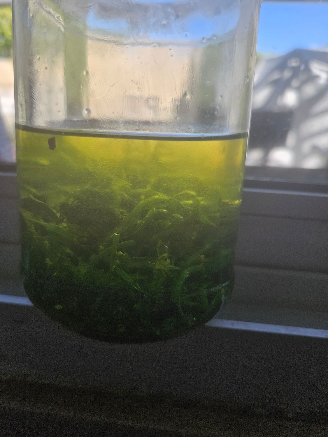 Seaweed Anti-Cellulite Oil