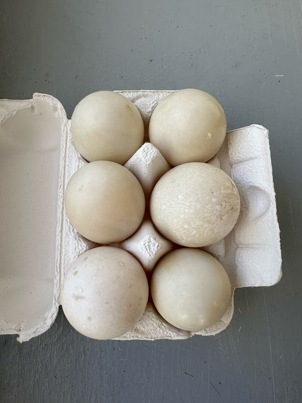 6 Count Duck Eggs
