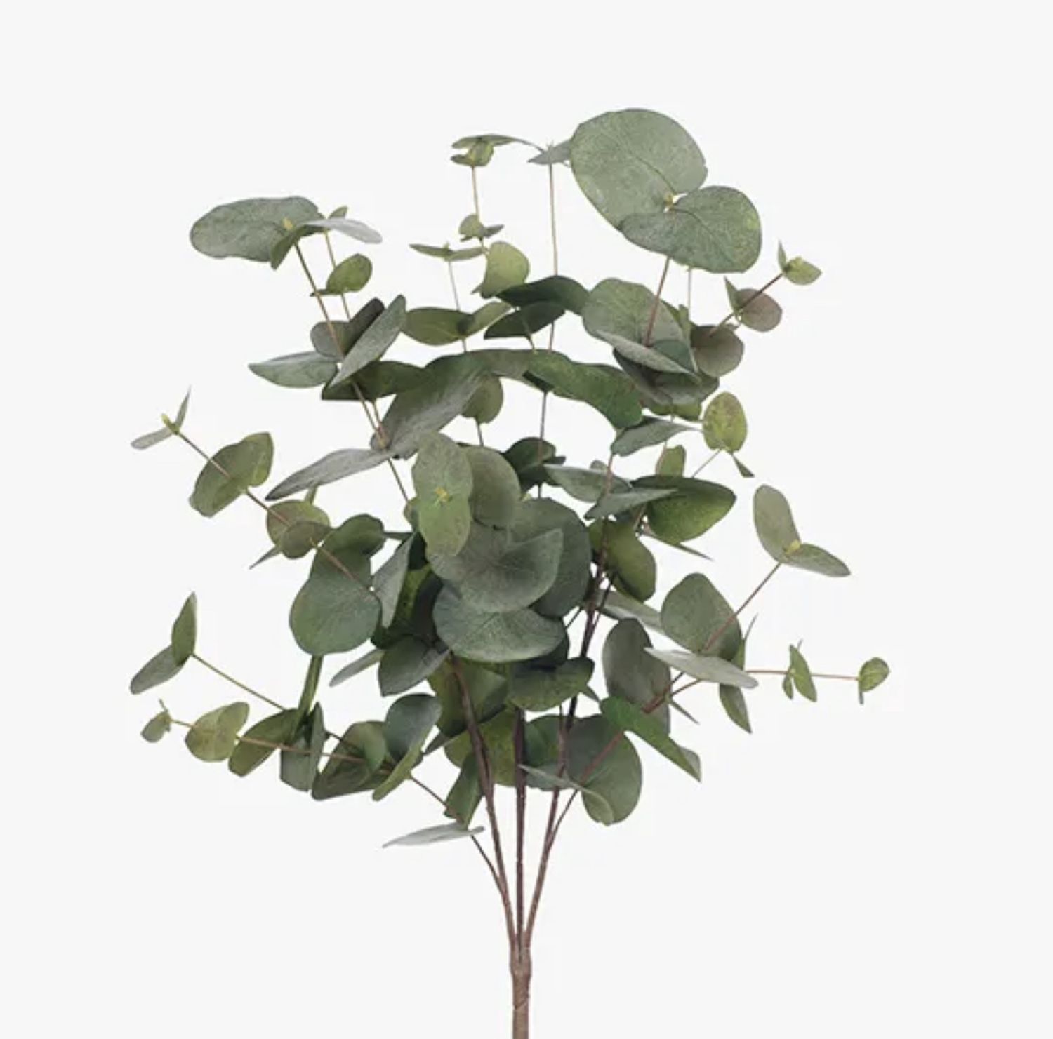 EUCALYPTUS SILVER DOLLAR BUSH GREEN 55CM