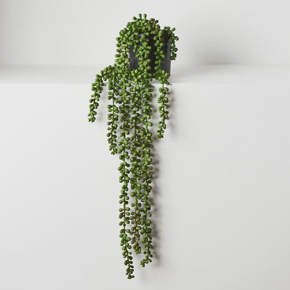string of pearls green in pot 70cm