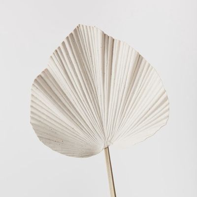 Palm Fan