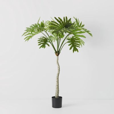 Philodendron Selloum Plant 160cmh
