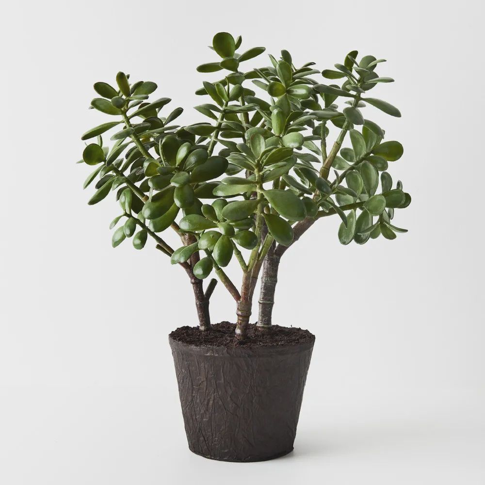Jade Plant green 40cm