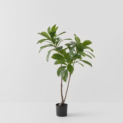 Loquat Tree Green 122cm