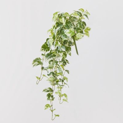 Pothos Hanging Bush vari 91cm