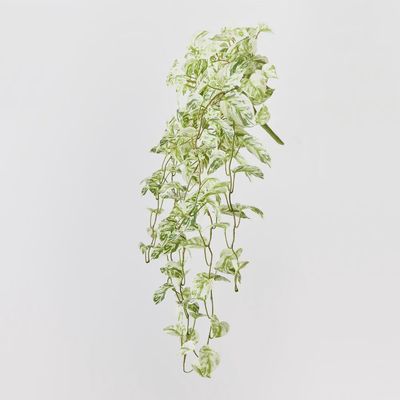 Pothos Marble Queen Hanging Bush white gr