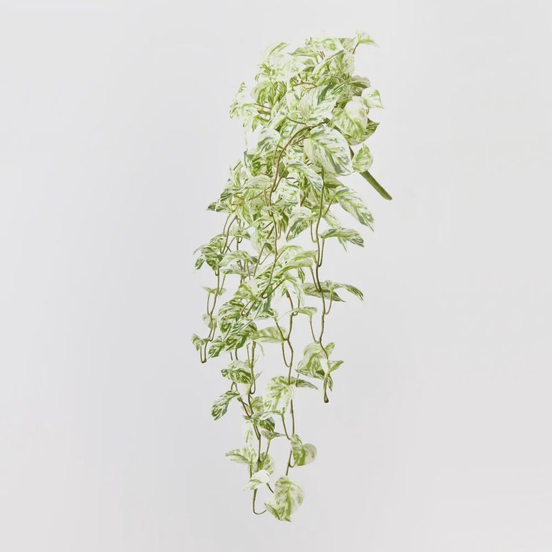 Pothos Marble Queen Hanging Bush white gr