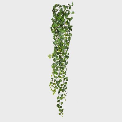 Philodendron Hanging Bush green 180cm