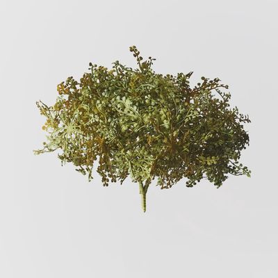 Baby Tears Bush Green Yellow