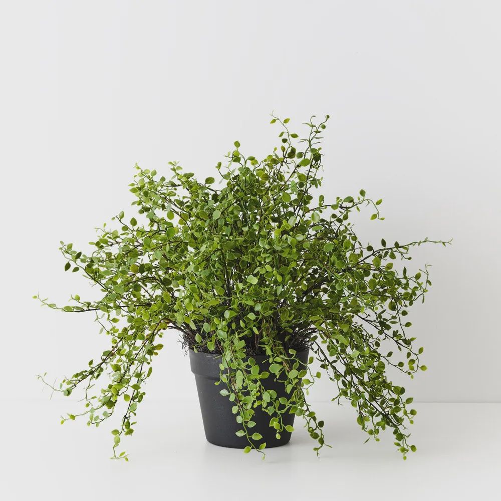 Maidenhair Vine Plant Green 41 CM