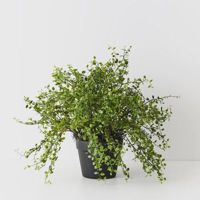 Maidenhair Vine Plant Green 41 CM