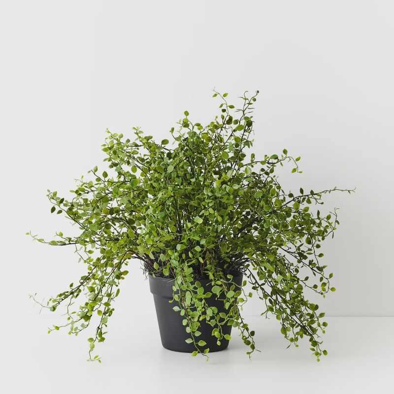 Maidenhair Vine Plant Green 41 CM