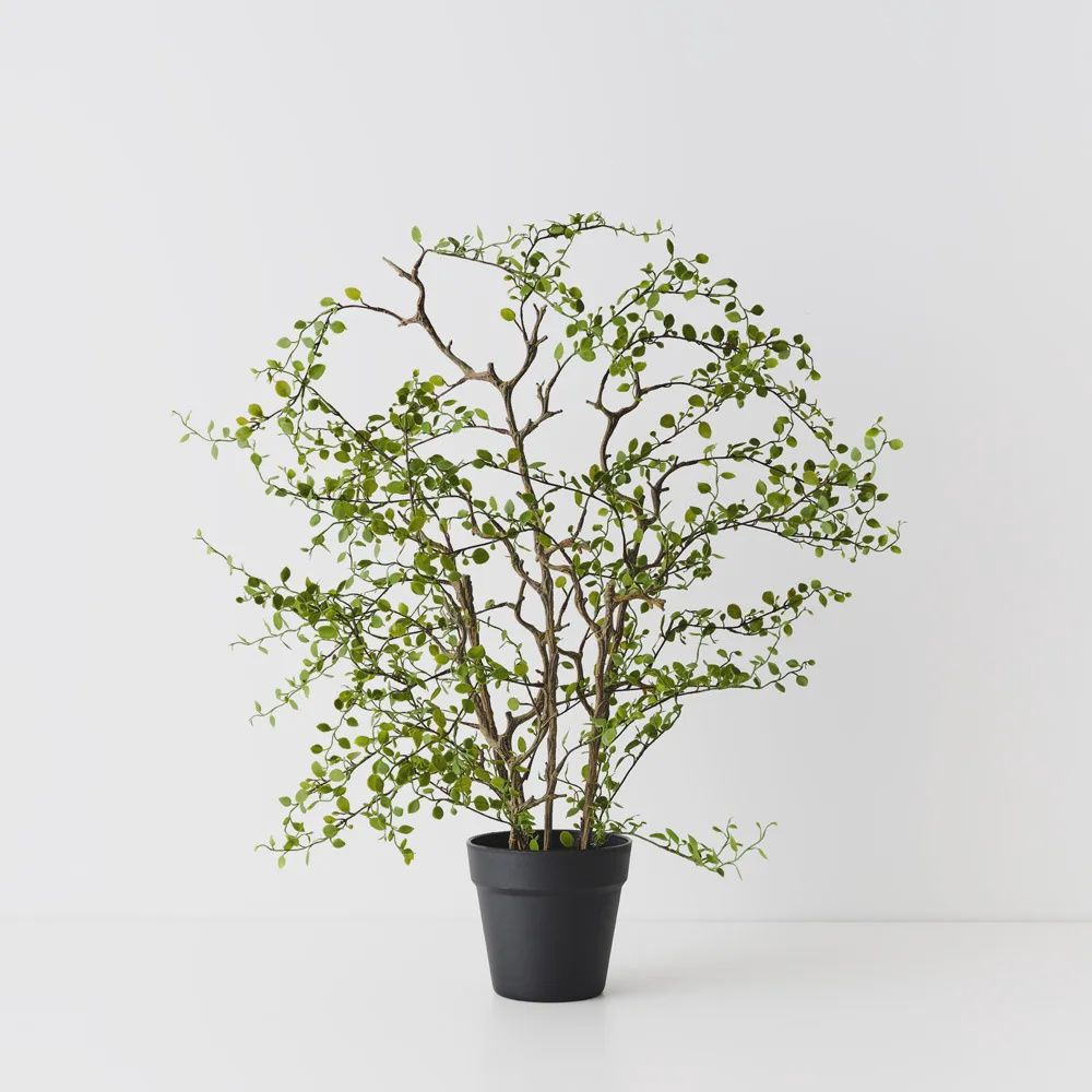 Maidenhair Vine Plant 68cm
