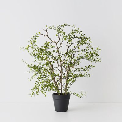 Maidenhair Vine Plant 68cm