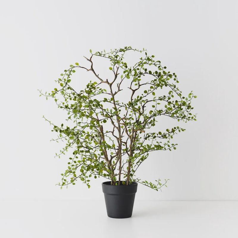 Maidenhair Vine Plant 68cm
