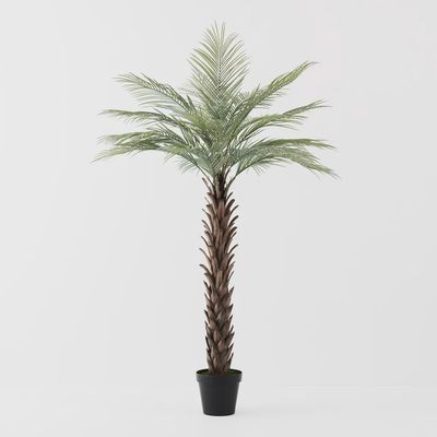Palm Phoenix 180cm