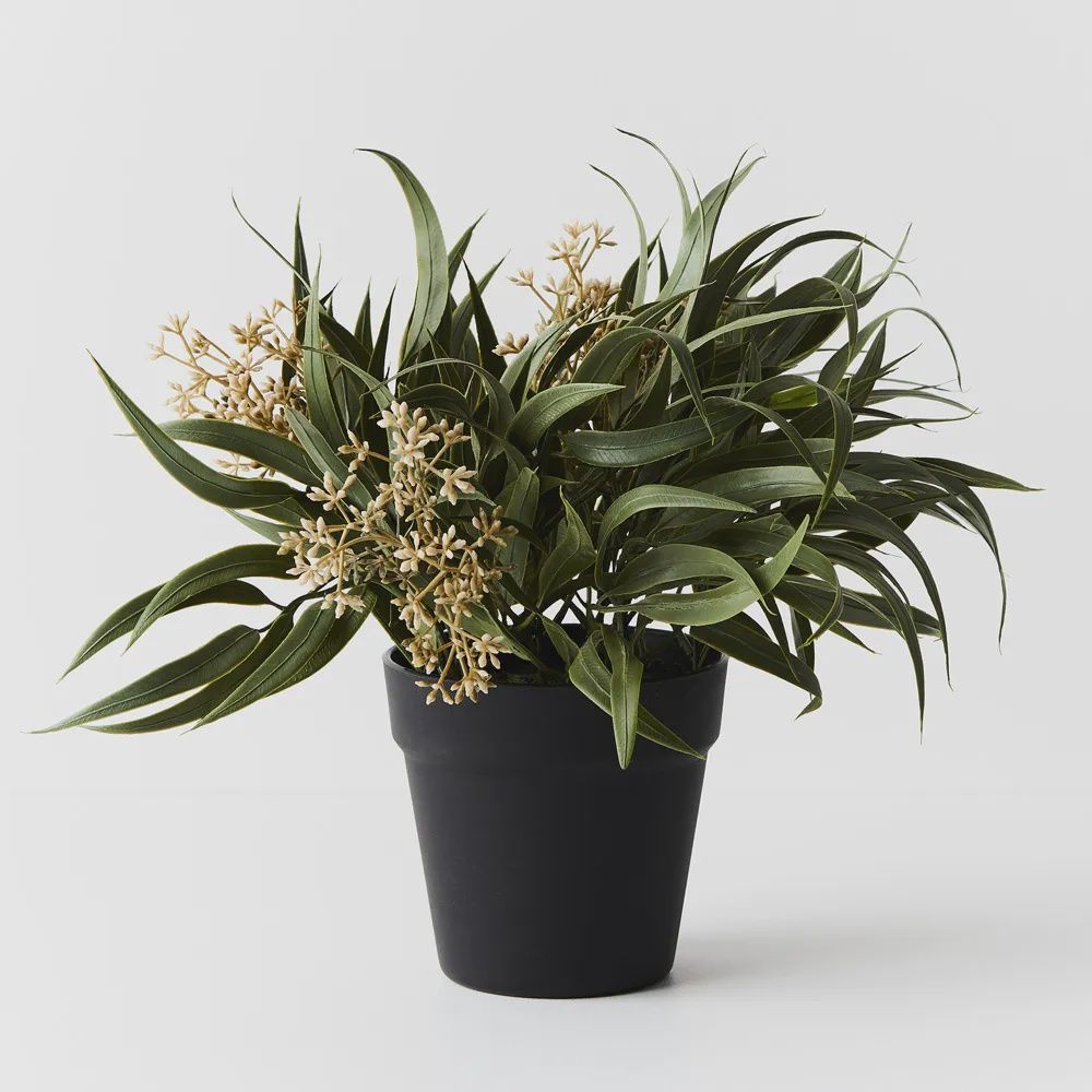 Eucalyptus Seed Bush in Pot Grey Green 33cmh