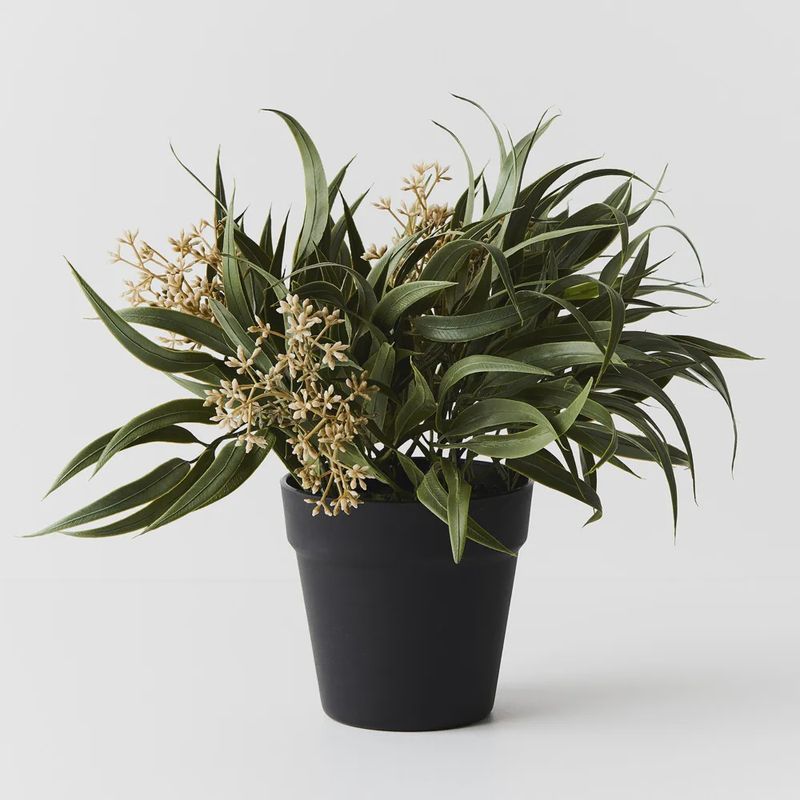 Eucalyptus Seed Bush in Pot Grey Green 33cmh