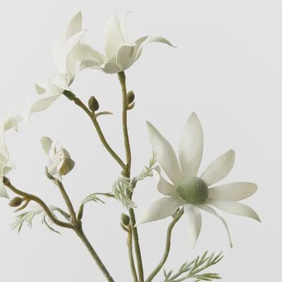 Flannel Flower Pick Cream Green 35cml