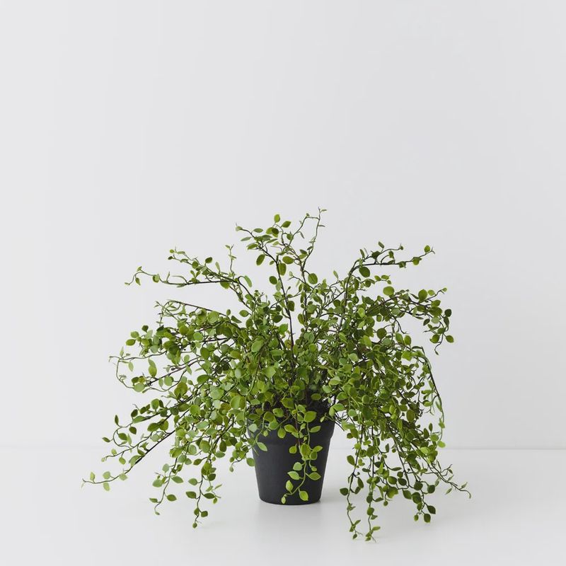 Maidenhair Vine Plant Green 30cmh