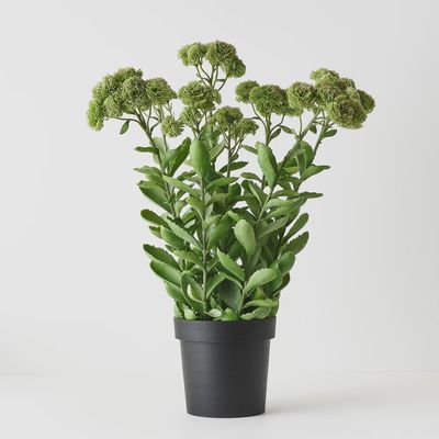 Sedum Plant Green Pink 78cmh