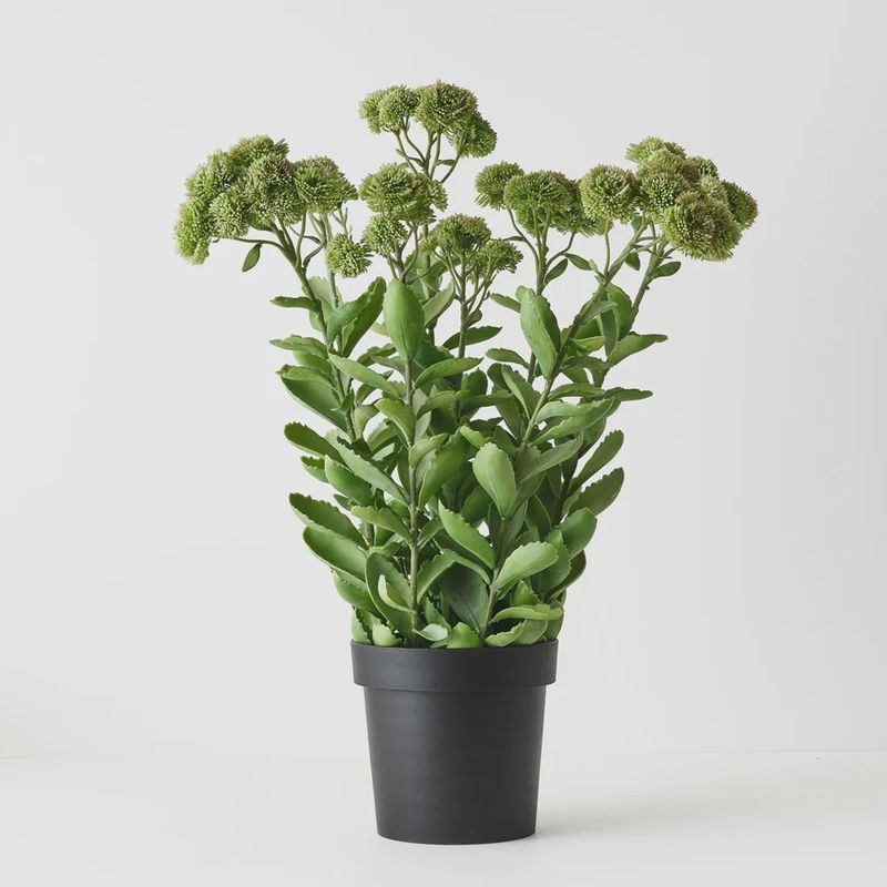 Sedum Plant Green Pink 78cmh