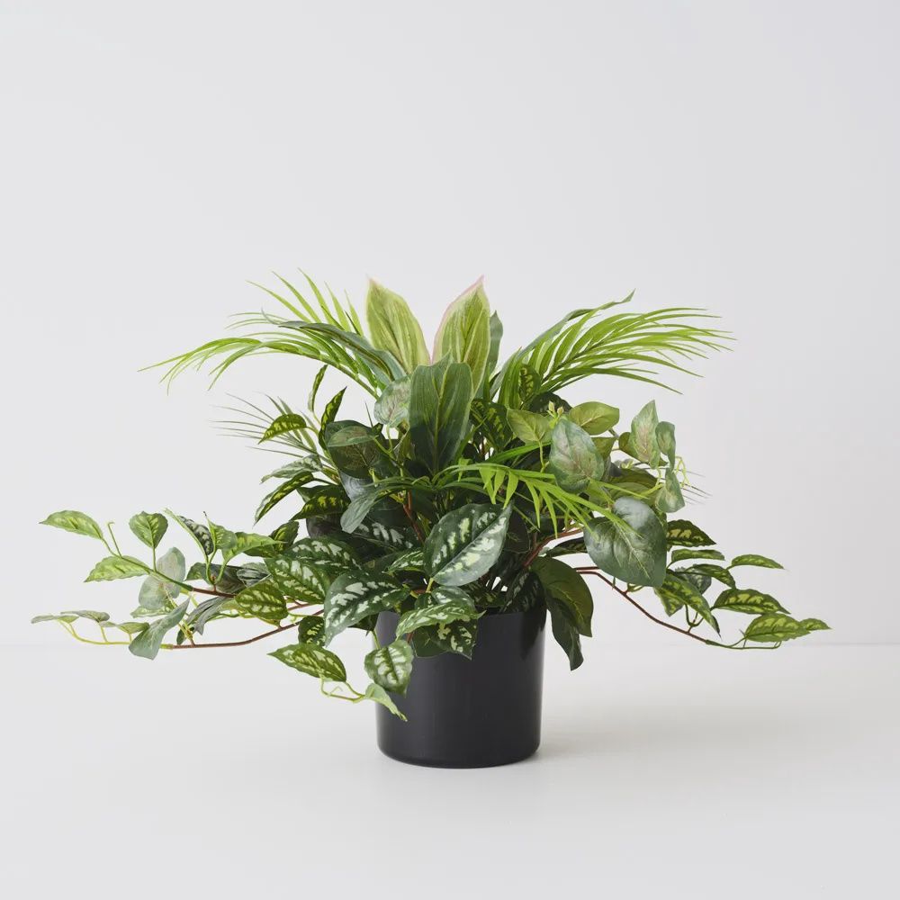 Palm Mix Plant	Green	48cmh