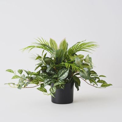 Palm Mix Plant	Green	48cmh
