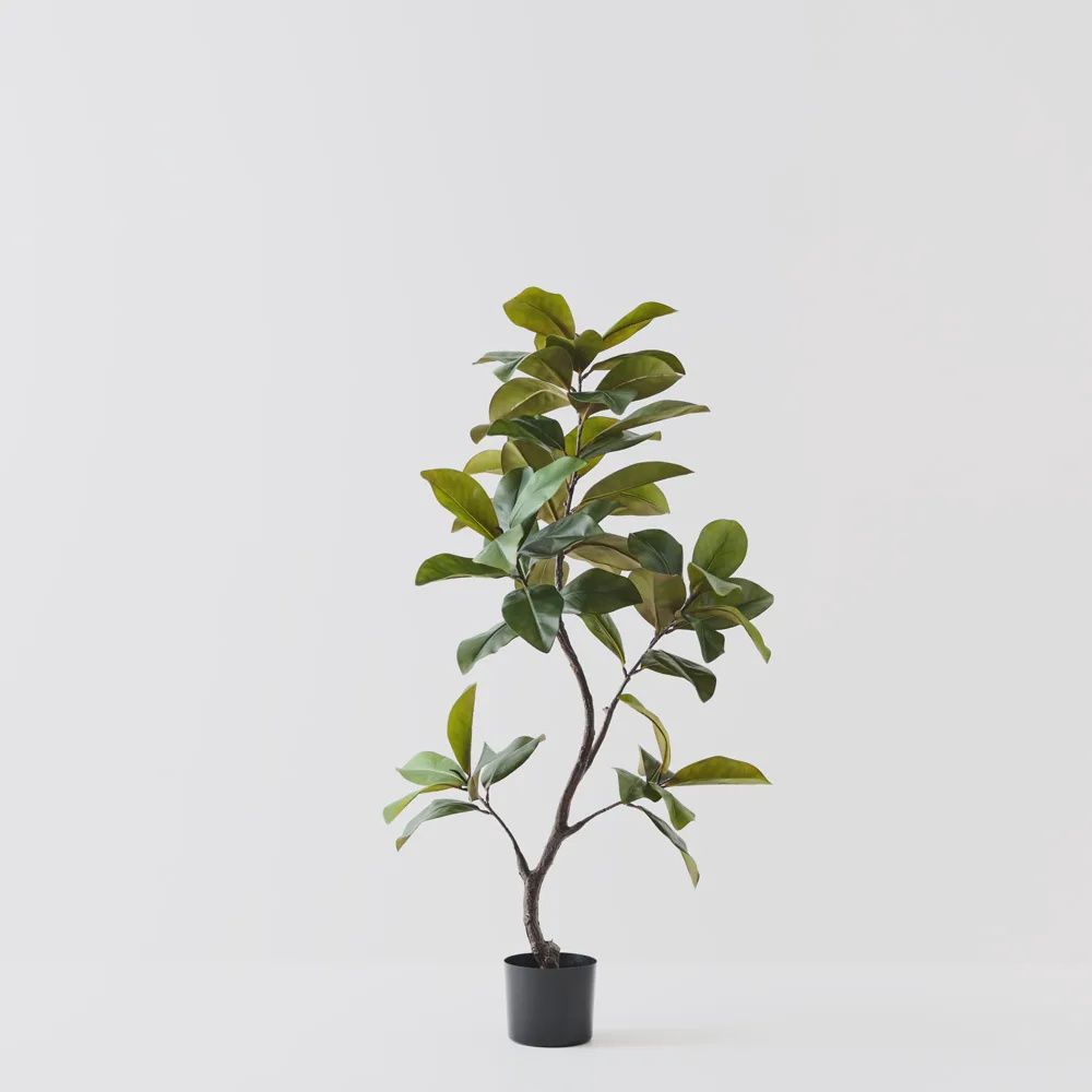 Rubber Tree green 145cm