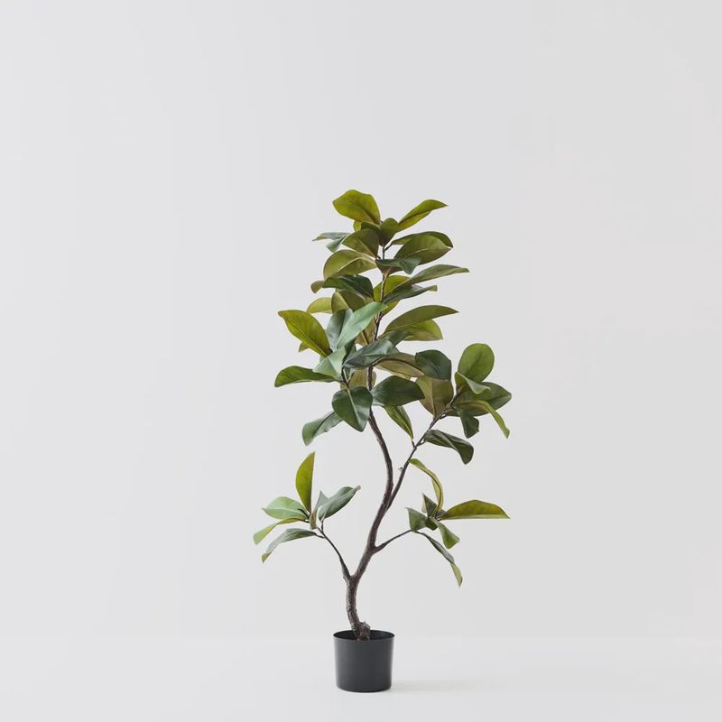 Rubber Tree green 145cm
