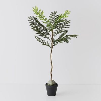 Jacaranda Plant green 76cm