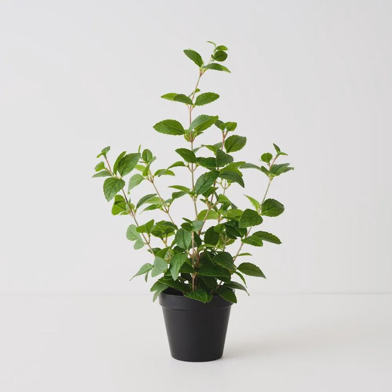 Mint Plant green 52cm
