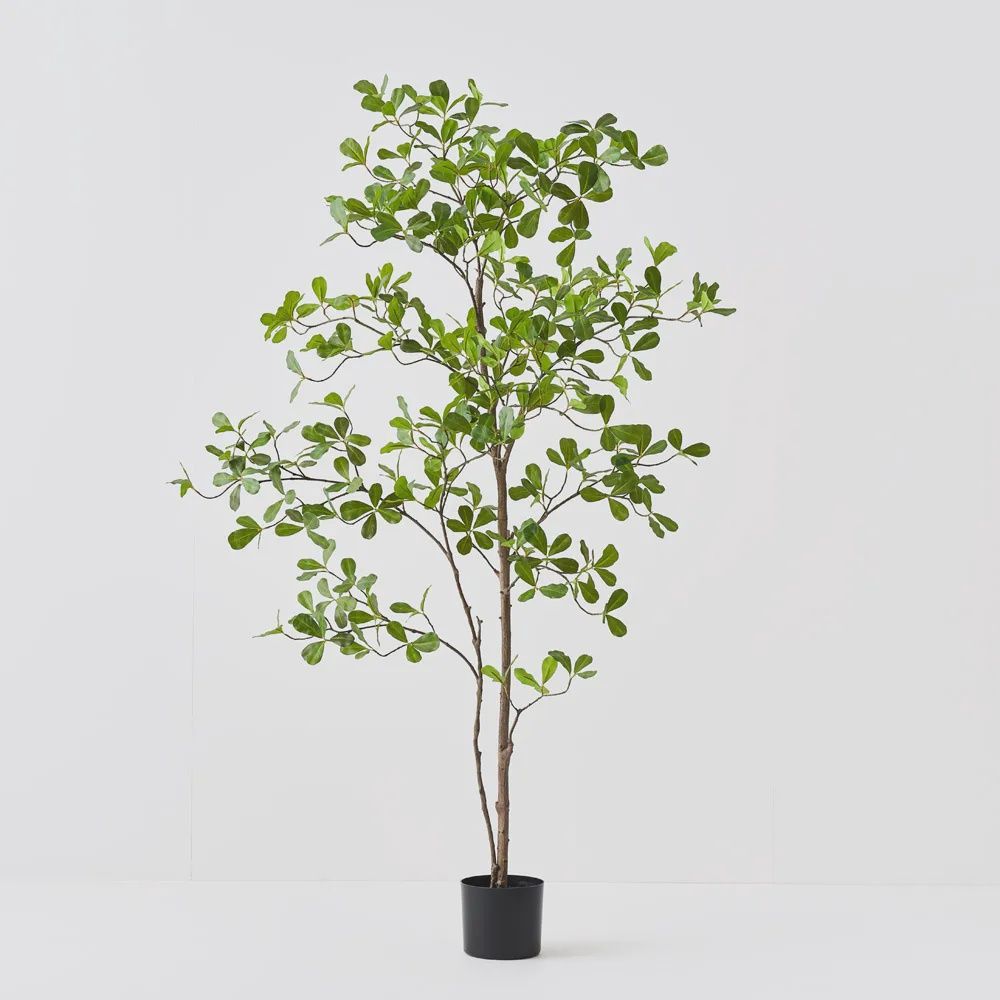 Black Olive Tree green 150cm