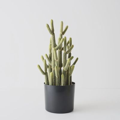 Cactus Lady Finger Plant Green 46cmh