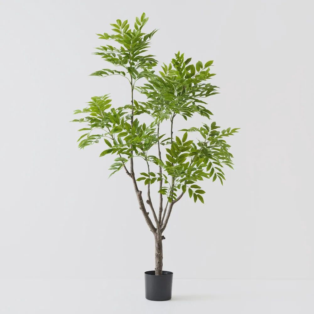 Lacquer Tree Green 190cmh