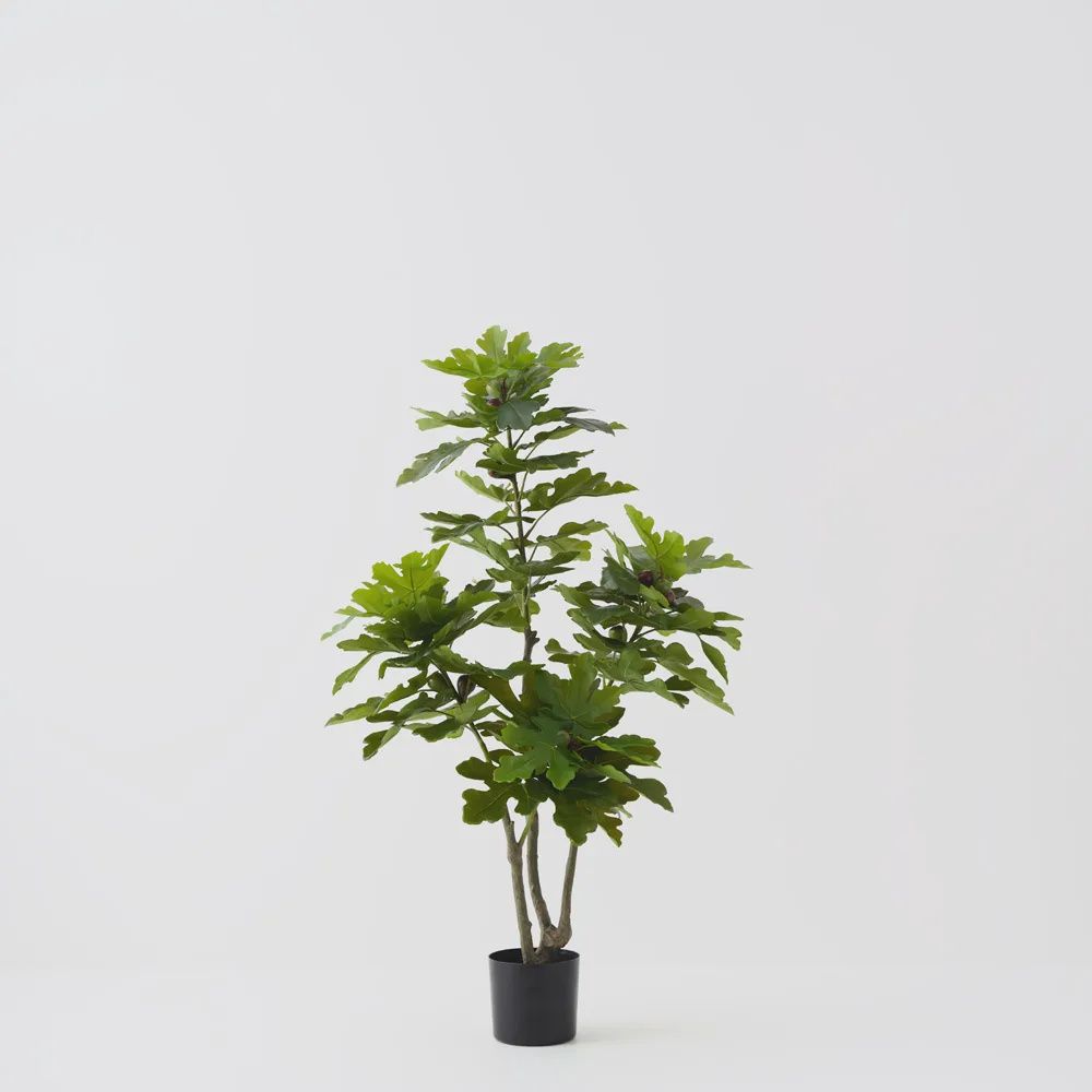 Fig Tree Green 150cmh