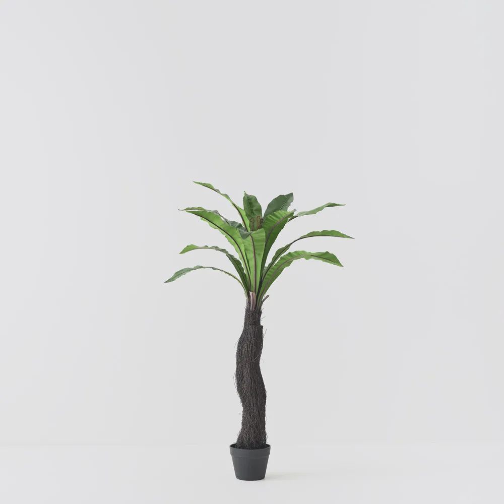 Fern Birds Nest Plant Green 120cmh
