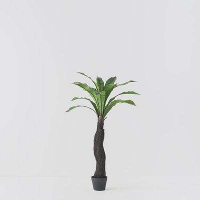 Fern Birds Nest Plant Green 120cmh